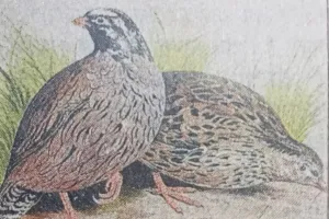 भीमताल:  Mountain quail खोजो और नाम पाओ...