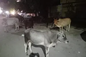 बरेली: गोपाष्टमी पर एक तरफ पूजा, दूसरी तरफ भटकती रहीं गायें, गोशालाओं में पूजन हुआ तो कई जगह मिली बदहाल तस्वीर 
