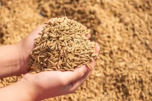 धान खरीद में बदायूं और बरेली पीछे, पीलीभीत आगे