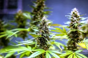 रुद्रपुर: पूर्व बीडीसी सदस्य अपने ससुराल में करवाता था भांग की खेती