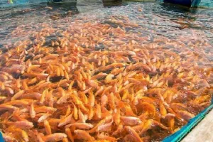 मछली पालन उद्योग पर अंतर्राष्ट्रीय सम्मेलन अहमदाबाद में 21-22 नवंबर को