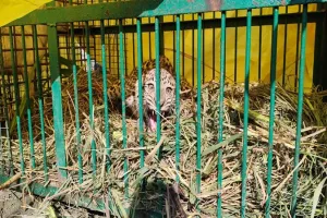 बहराइच: आखिर पिंजड़े में कैद तेंदुआ, चार माह में पांच लोगों को बना चुका है निवाला