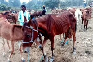चित्रकूट के गधा मेले में बिकने आए 'शाहरुख', 'सलमान' और 'ऋतिक' 40  हजार में ही बिक गई कैटरीना
