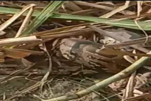 बहराइच: खेत में एक साथ मिले दो अजगर, श्रमिकों में मचा हड़कंप