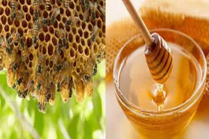 सहारनपुर के शहद की मिठास के विदेशी भी दीवाने, ऑस्ट्रेलिया से मिला 44 हजार किलो का ऑर्डर