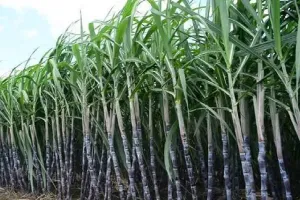 शांतिपुरी: घाटे के कारण गन्ना उत्पादन से हो रहा किसानों का मोह भंग