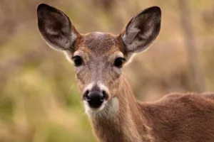 बरेली: हिरण के शिकार की फर्जी सूचना देने वाले को पुलिस ने किया गिरफ्तार