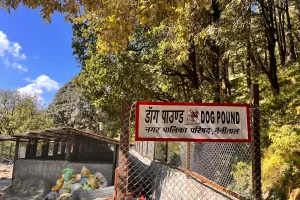 नैनीताल: अब डॉग पाउंड में रहेंगे शहर के आवारा कुत्ते 