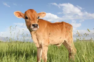 बरेली: प्रोबायोटेक और एसींशियल आयल से बढ़ेगी बछड़ों की शारीरिक वृद्धि