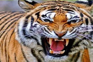 रामनगर: बाघ ने महिला को मौत के घाट उतारा, तीन बाइक सवारो को किया घायल      