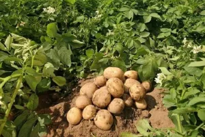 आलू उत्पादक आलू के पोषण की निगरानी और भविष्यवाणी के लिए AI का उपयोग कर सकते हैं 