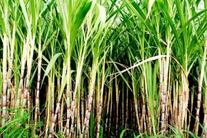 बाराबंकी: 11464 हेक्टेयर में तैयार है गन्ना, माह के अंत में चलेगी चीनी मिल, इस साल 20 प्रतिशत तक बढ़ा गन्ने का रकबा