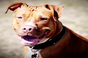 गौतमबुद्धनगर में दबंगों ने पहले तीन लोगों को जमकर पीटा फिर पालतू पिटबुल कुत्ते से कटवाया, केस दर्ज