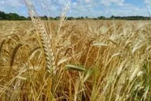  मुरादाबाद: गन्ना पर्ची देर से मिलने से गेहूं की बुआई पर असर