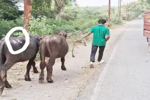 प्रयागराज: कोड नंबर से होती है पशुओं की तस्करी, लगाई जाती है पीठ पर मुहर, पुलिस खामोश!