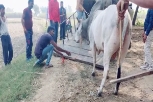 बहराइच: लोगों की मुसीबत का सबब बने सांड को पकड़ा गया, कई राहगीरों को कर चुका था घायल