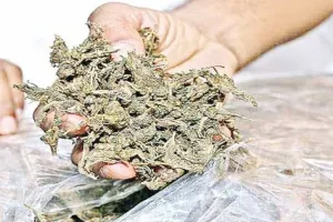 भदोही में पुलिस को मिली बड़ी सफलता, 65 लाख रुपये कीमत के अवैध गांजे के साथ तस्कर को किया गिरफ्तार