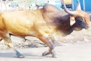 बलिया में छुट्टा सांड़ ने ली बुजुर्ग की जान, अखिलेश यादव ने बीजेपी सरकार पर किया हमला!