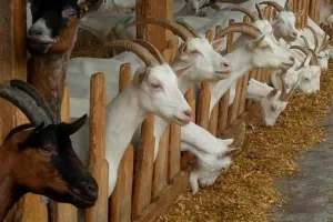 गरमपानी: गोट वैली योजना से लाभान्वित होंगे चार गांवों के पचास पशुपालक