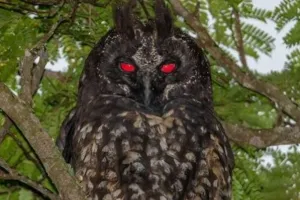 VIRAL NEWS: लाइट पड़ते ही बदल जाता है इस उल्लू की आंखों का रंग, देखकर सहमे लोग! 