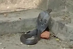 बरेली: अस्पताल खोलते ही किंग कोबरा पर पड़ी नजर, डॉक्टर और मरीजों में मची भगदड़