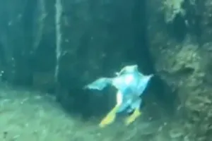 VIRAL VIDEO: समुद्र की गहराइयों में तैरता नजर आया पक्षी, मछलियां भी हुईं हैरान, वीडियो देख चौंक जाएंगे आप