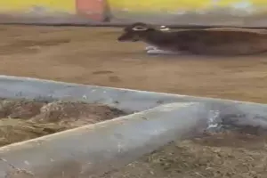 प्रयागराज: कान्हा गौशाला में गोवंशों की स्थिति बदतर, सपाइयों ने किया प्रदर्शन