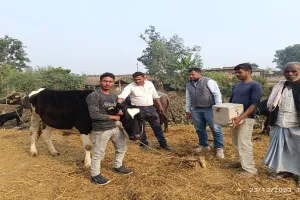 बहराइच: मवेशियों को ठंड से दिलाएं निजात, अपनाएं यह उपाय, पशु पालन विभाग ने दी टिप्स