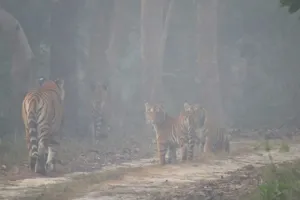बहराइच: पर्यटकों को अपनी ओर आकर्षित करती है कतर्नियाघाट की सुरम्यता, बाघ, तेंदुआ और हाथी बने आकर्षण