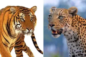 भीमताल: कैमरों में भी नहीं दिखाई दे रहा तेंदुआ और बाघ 