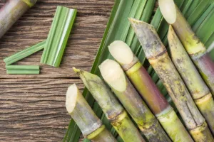 पीलीभीत: गन्ने की सूखी पत्तियों से बनेगी जैविक खाद, बढ़ेगी उर्वरा शक्ति...समितियों को मुहैया कराई ट्रेस मल्चर मशीनें