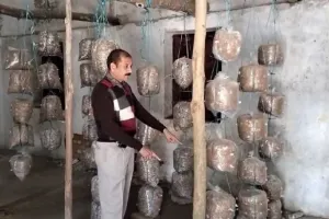 पीलीभीत: खेती किसानी में भी पारंगत हो रहे ड्रमंड कॉलेज के छात्र, उगा रहे मशरूम