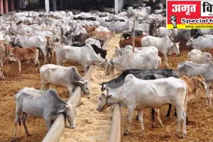 रायबरेली: गोवंशों की मौत और चारे के खेल पर अब सीसीटीवी की होगी निगाह, कोई भी गड़बड़ की तो खैर नहीं! 