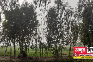 बदायूं: जमीन की नमी सोख रहा यूकेलिप्टस, खेतों को किया बंजर