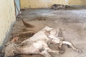 कासगंज: सोरों की कान्हा गोशाला में बीमार गोवंश की मौत, दो की हालत गंभीर