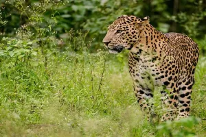 बलरामपुर: नौ वर्षीय बच्चे को उठा ले गया तेंदुआ, झाड़ियों में शव मिला 