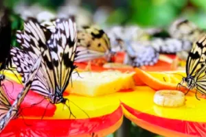 देहरादून: लच्छीवाला में Butterfly park होगा खास, साथ में लिजिए Herbal Garden का मजा