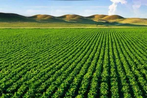 अल्मोड़ृा: पर्याप्त बारिश नहीं होने से रबी की फसल पर संकट गहराया 