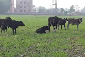 मुरादाबाद : छुट्टा पशु बर्बाद कर रहे खेतों की हरियाली, किसानों को हो रहा है नुकसान