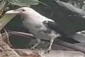 क्या आपने कभी देखा है सफेद कौआ? रामपुर में राहगीरों ने कैमरे में कैद किया ये नजारा... देखकर आप रह जाएंगे दंग