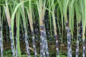 गन्ने की कीमत में पंजाब सरकार ने 11 रुपये बढ़ाया, नई दर 391 रुपये प्रति क्विंटल 