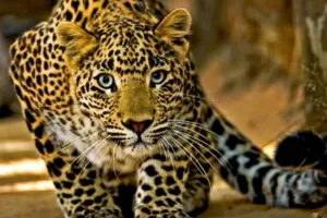 बिजनौर: तेंदुए के हमले में नौ साल की बच्ची की मौत, मचा कोहराम