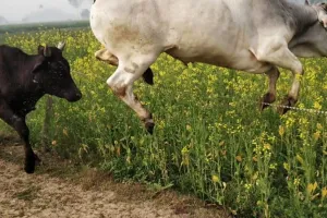 Farrukhabad News: बाढ़ पीड़ितों की फसलों पर कहर बन कर टूट रहा छुट्टा गोवंश, पलक झपकते ही चट कर जाते खेतो में खड़ी फसलें