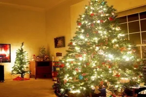 रामपुर : घर-घर सजाए जा रहे क्रिसमस ट्री, गाये जा रहे कैरल्स गीत...इस पौध से बुरी आत्माएं रहती हैं दूर