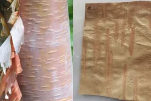 विलुप्त हो रहे भोजपत्र को जाइका वानिकी परियोजना करेगी जिंदा, हिमालयन फोरेस्ट रिसर्च इंस्टीच्यूट करेगा सहयोग