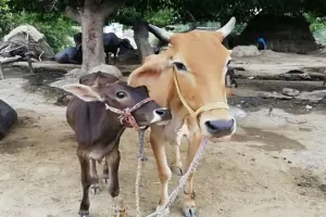 बहराइच: ग्रामीणों ने प्राथमिक विद्यालय में बांध दिए मवेशी, प्रधानाचार्य स्कूल पहुंचे तो तुरंत उठाया यह कदम