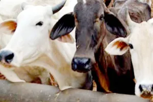 गोंडा: कैटल कैचर वाहन में तड़पता रहा गोवंश, जिम्मेदार अपने कर्तव्यों से पल्ला झाड़ते हुए चलते बने, हड़कंप