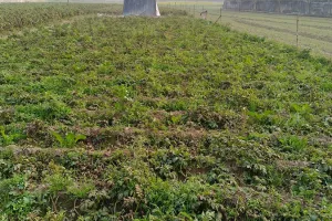 अमरोहा: पाला गिरने से आलू की फसल को नुकसान, किसान चिंतित