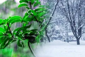 देहरादून: नए साल में मिल मिल सकता है बर्फबारी का तोहफा