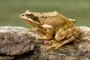 'गंदे और घृणित' या प्रकृति के वरदान? मानव-मेंढक संबंधों का जटिल इतिहास 